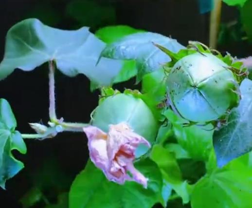 我经常和家乡的亲戚交流，果实土话名不会忘记”花孤独"即棉花的花蕾。