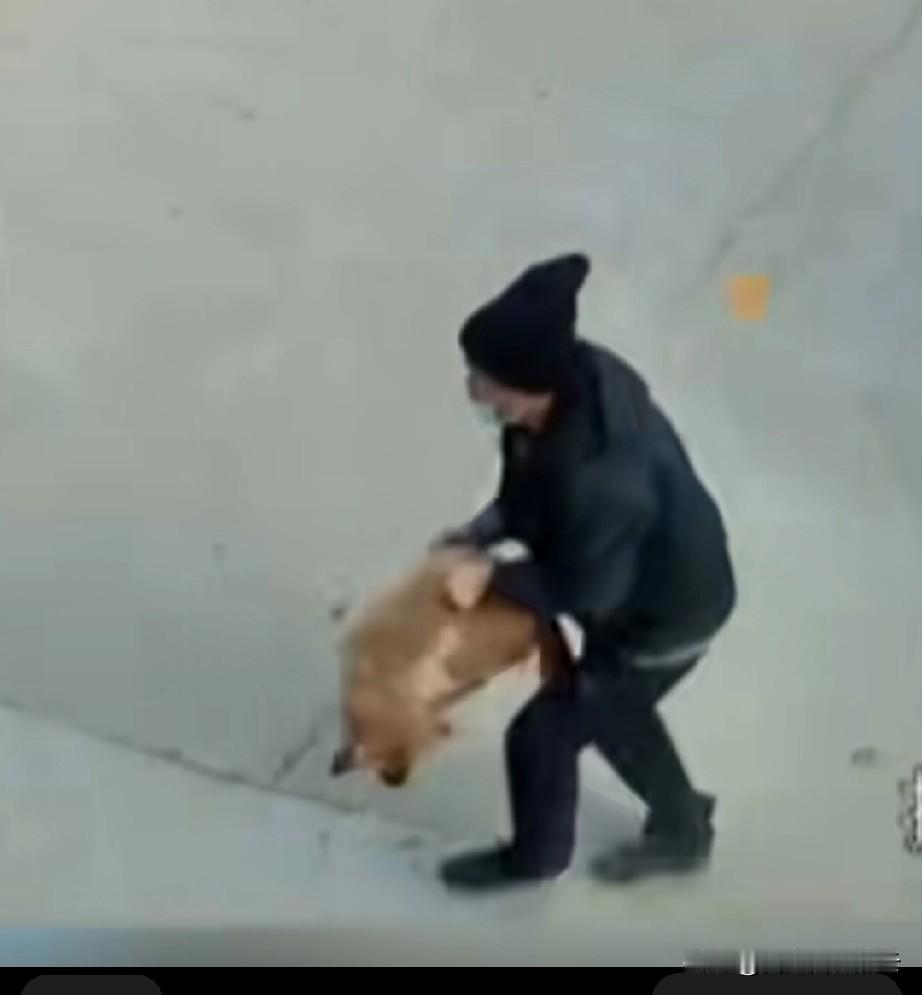 男子大白天的偷狗，他动作熟练，抱起狗就扔进车里。几个孩子听到狗叫声后赶紧跑出来，