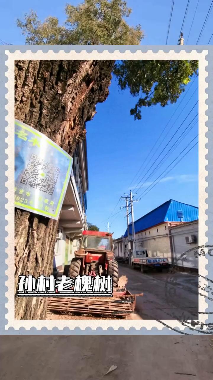 孙村老槐树。