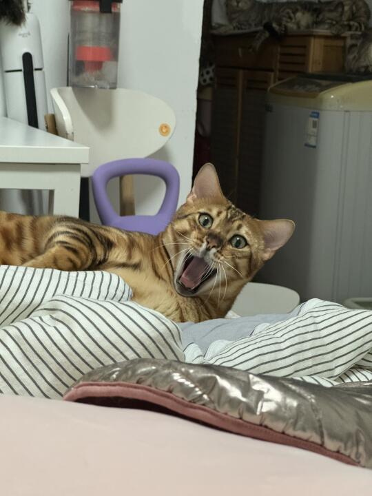 丝滑入睡🛌