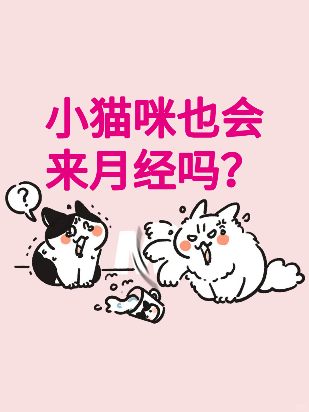 小猫咪也会来月经吗？真相是～