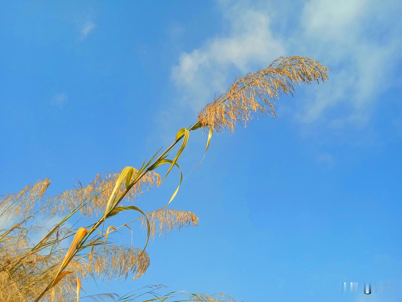 砍头了，吃一囗妈妈的奶，2O年后也算一条好汉。相传，大山里有一家子。妈妈和儿子相