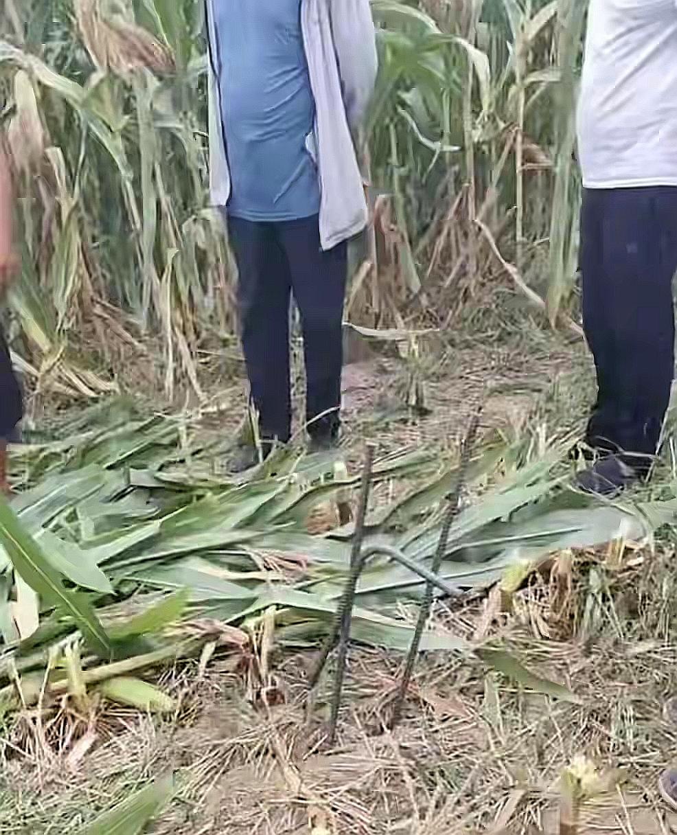 玉米地暗藏钢筋“陷阱”，百万收割机被毁，谁下的黑手？

你有没有想过，一个人面朝