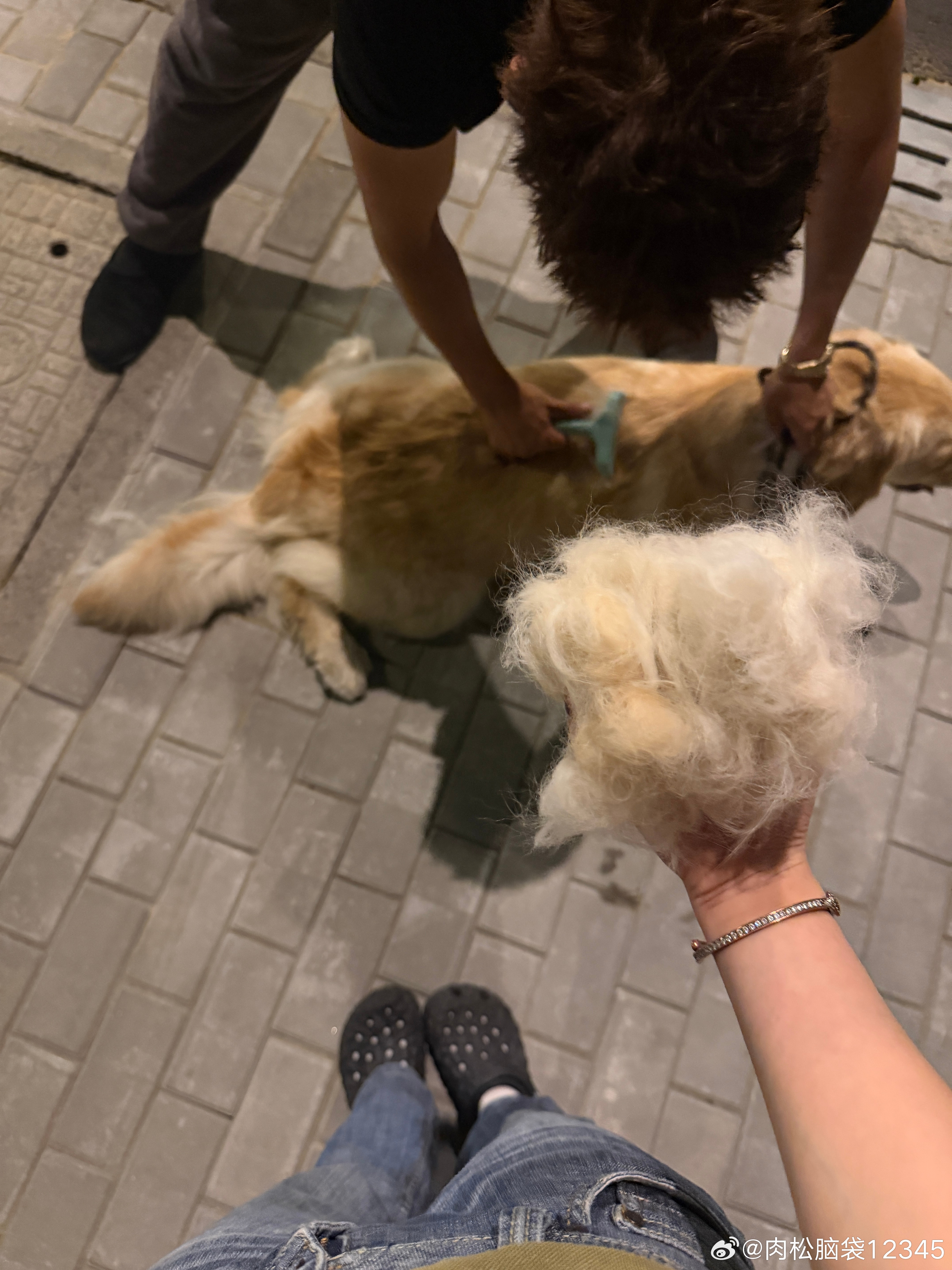 狗儿打薄计划 
