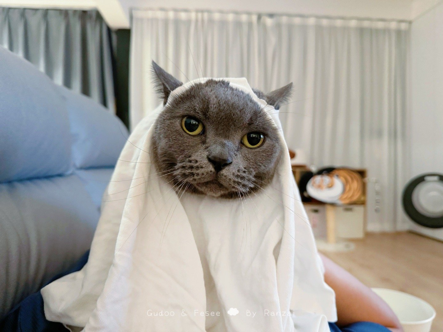 （猫猫无语）麻，这👻咱是非扮不可吗？#菇冬怎么肥四[超话]##铲屎官的假期# 