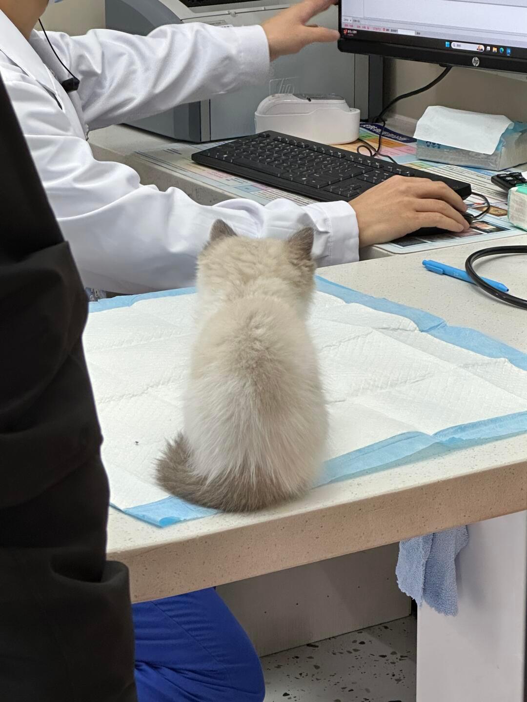 正在认真听医生讲解体检报告的小猫 