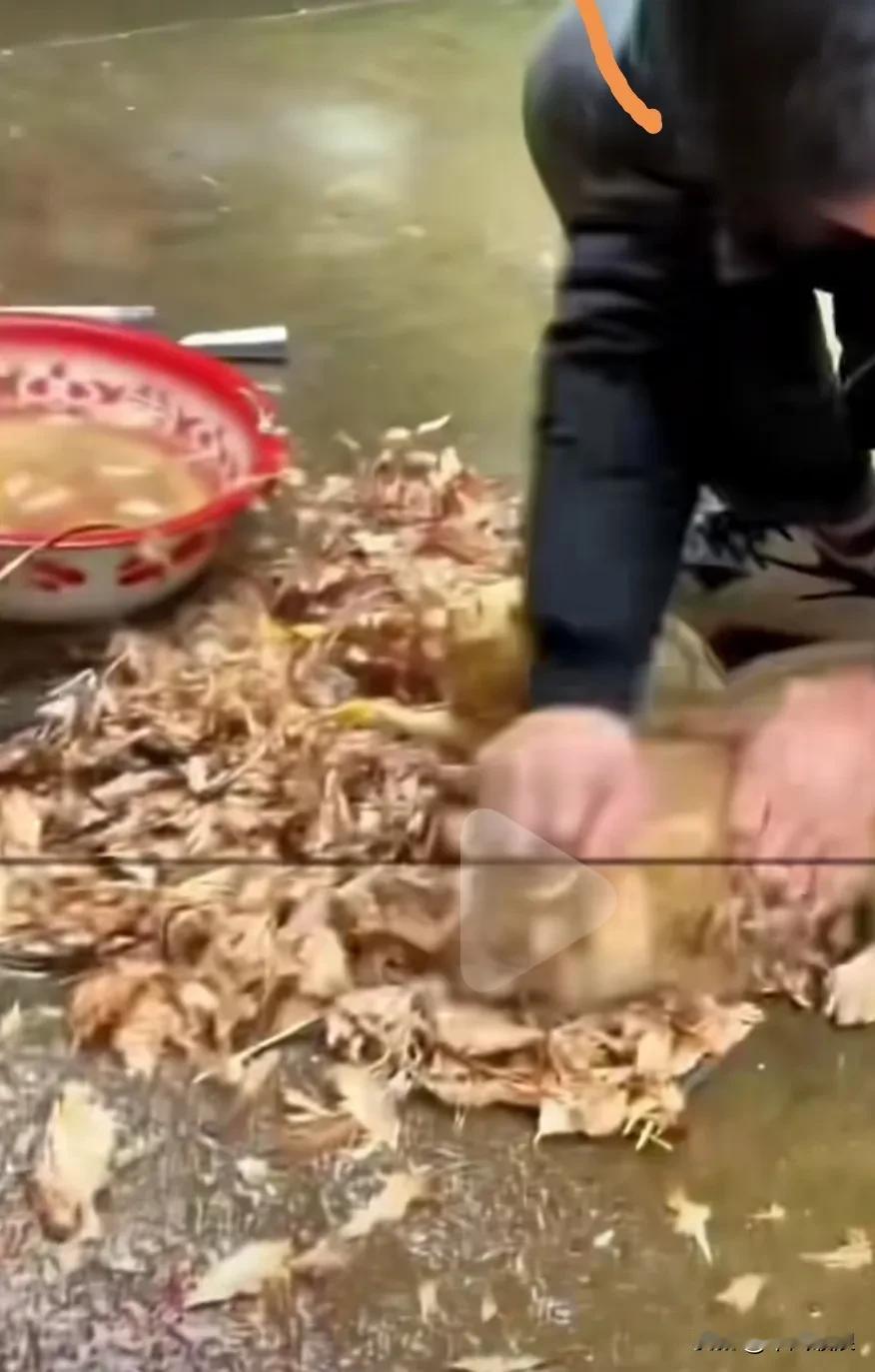 主人正在烫鸡拨毛，小狗走过去老是捣乱，主人抓住小狗假装拨它的毛，小狗趴起来头也不