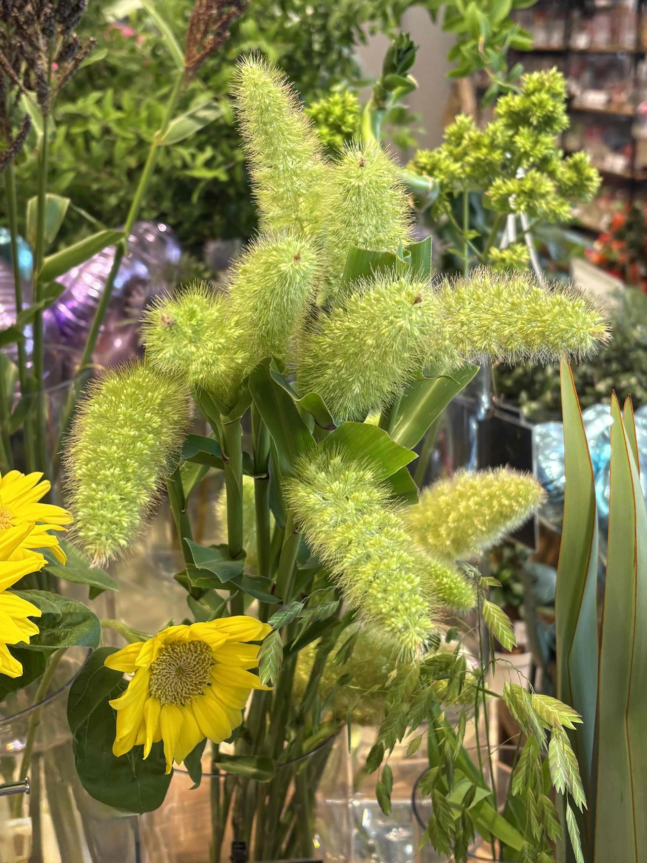 这就是传说中的狗尾巴草，也叫狐尾草。花序呈圆柱状，上面长满了密集柔软的绿色刚毛，