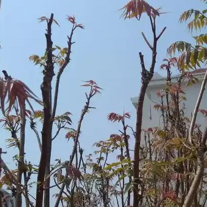 近日，云南一大哥误食“漆树芽芽”后脸肿得像被一窝蜜蜂蛰过，亲妈都难认，这一事件再