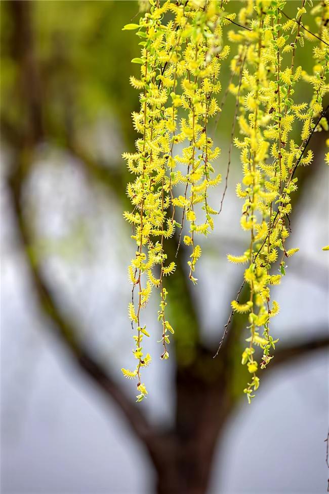 天净沙·春日惜时
春光明媚情绵，
细雨轻润心田。
满树繁花笑展。
莫留遗憾，
惜