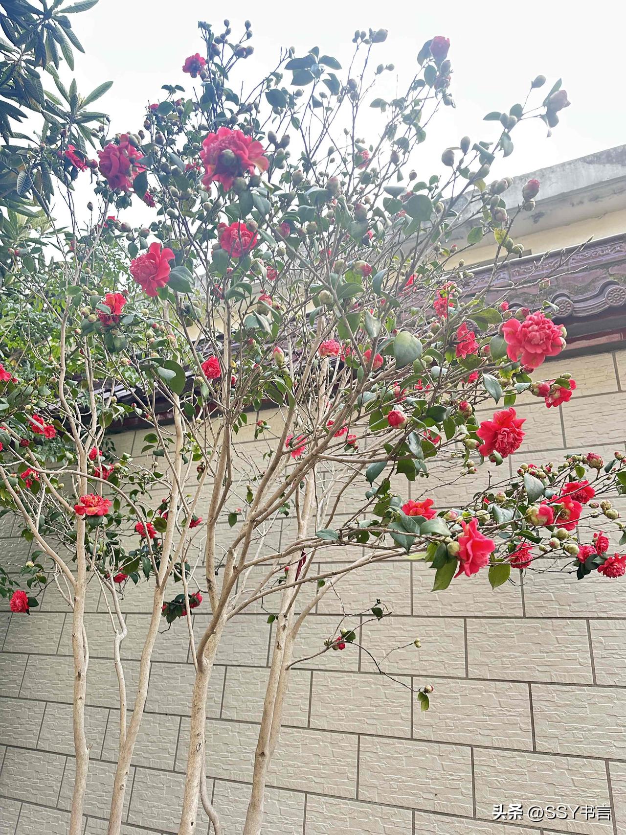 粉嫩玫瑰绽放，绿叶相衬，自然之美尽显！🌸🌿