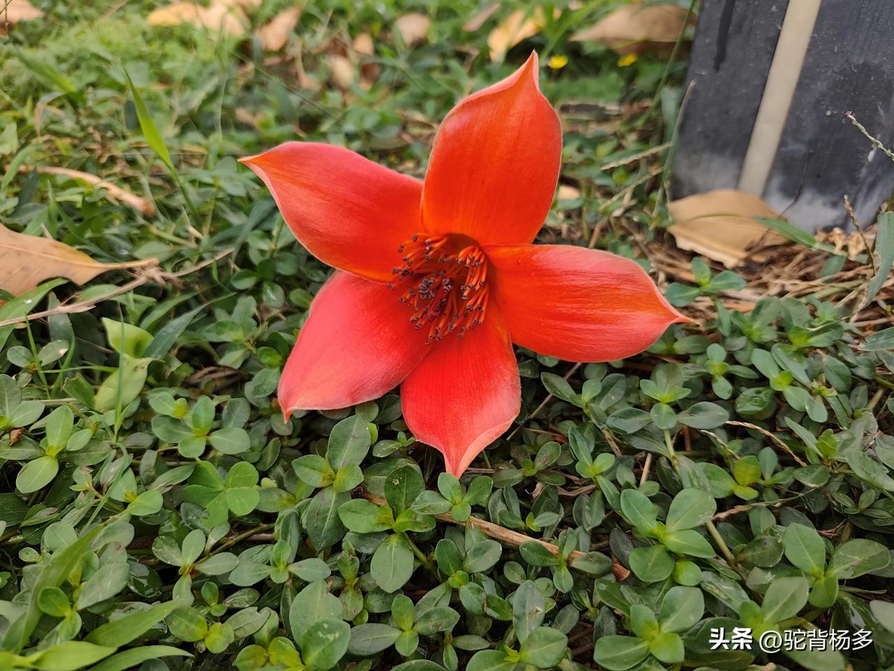 只知道当地人把木棉花晒干煲烫，今天才知道还有人把木棉花做成了生意。深圳有人向北方