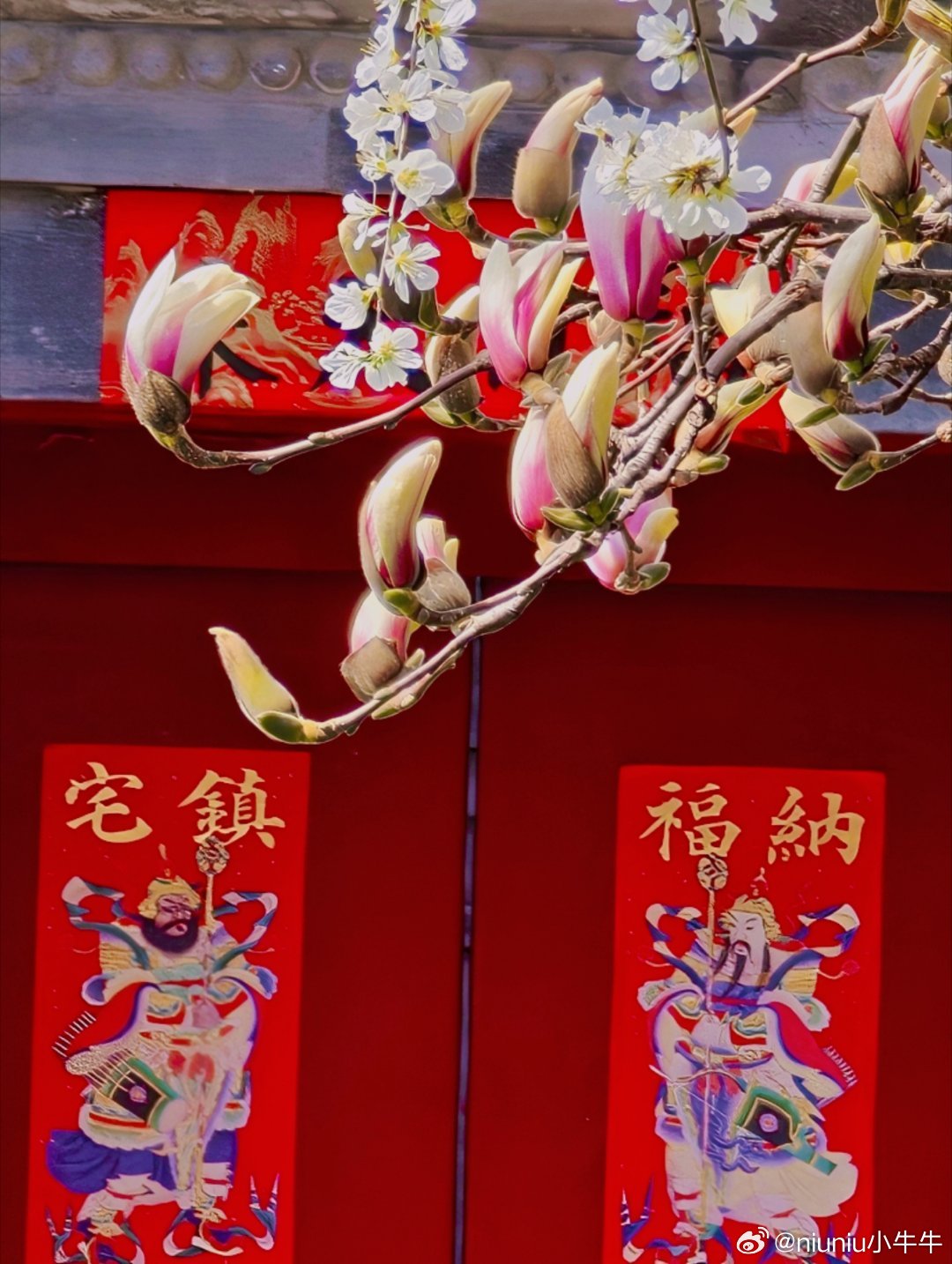 三里河花开，春水绕街巷，京城小江南已上线。3月19日随拍  摄影 