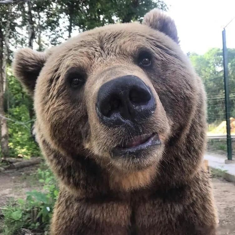 相看两不厌 