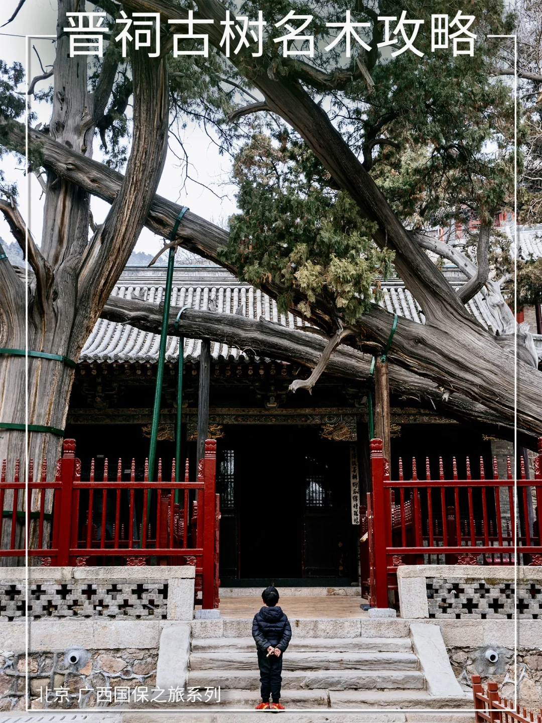 带娃打卡晋祠3000岁的西周古柏，震撼！