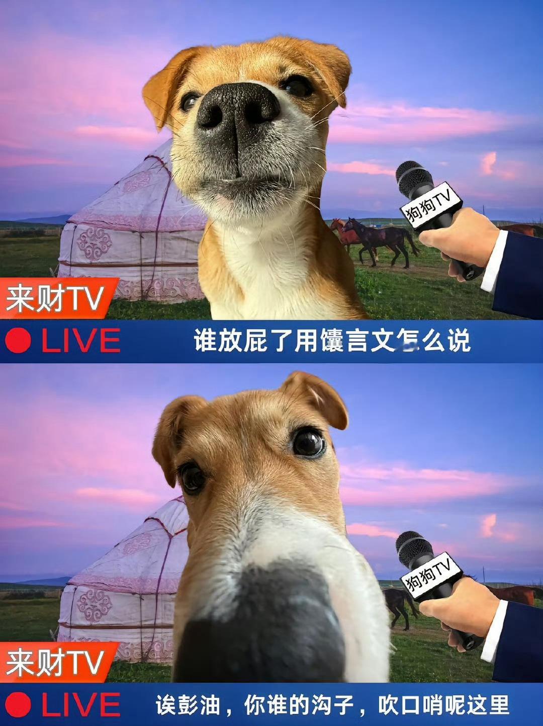 馕言文教学[doge] ​​​
