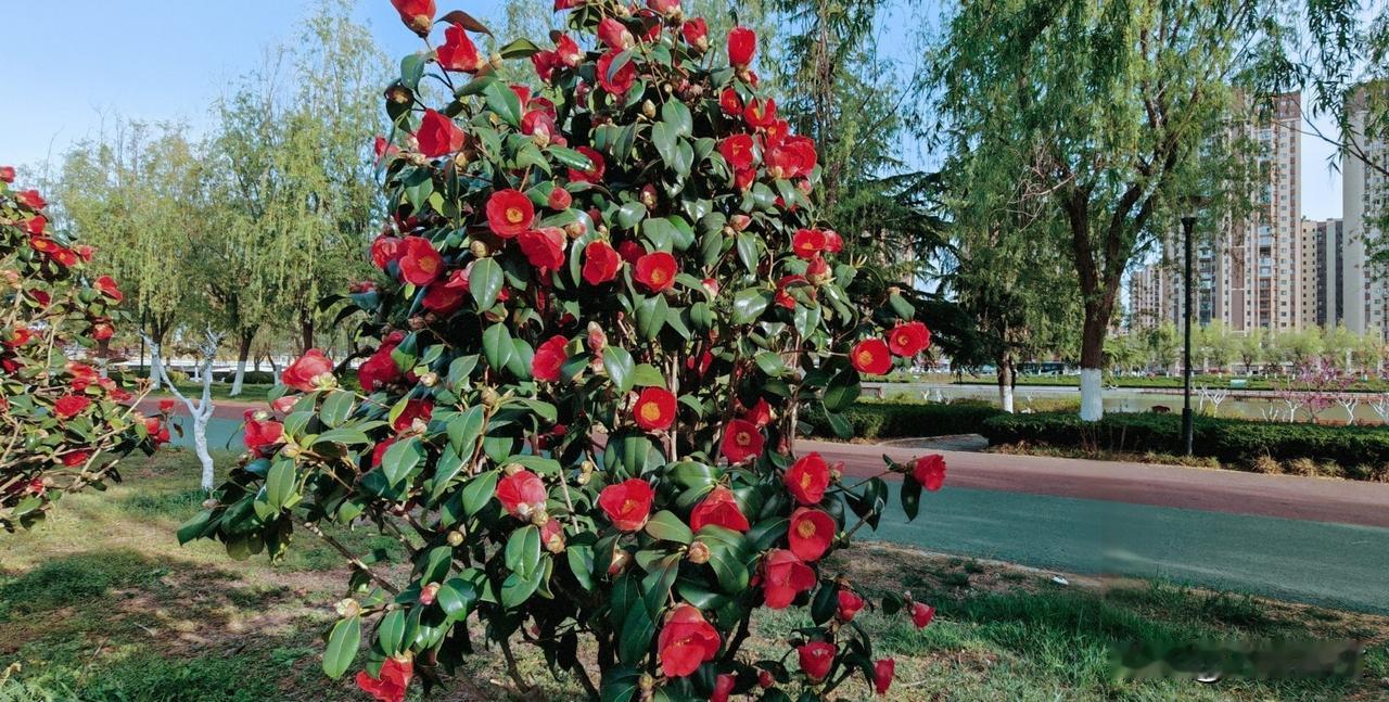 抱龙河岸边迷人的山茶花