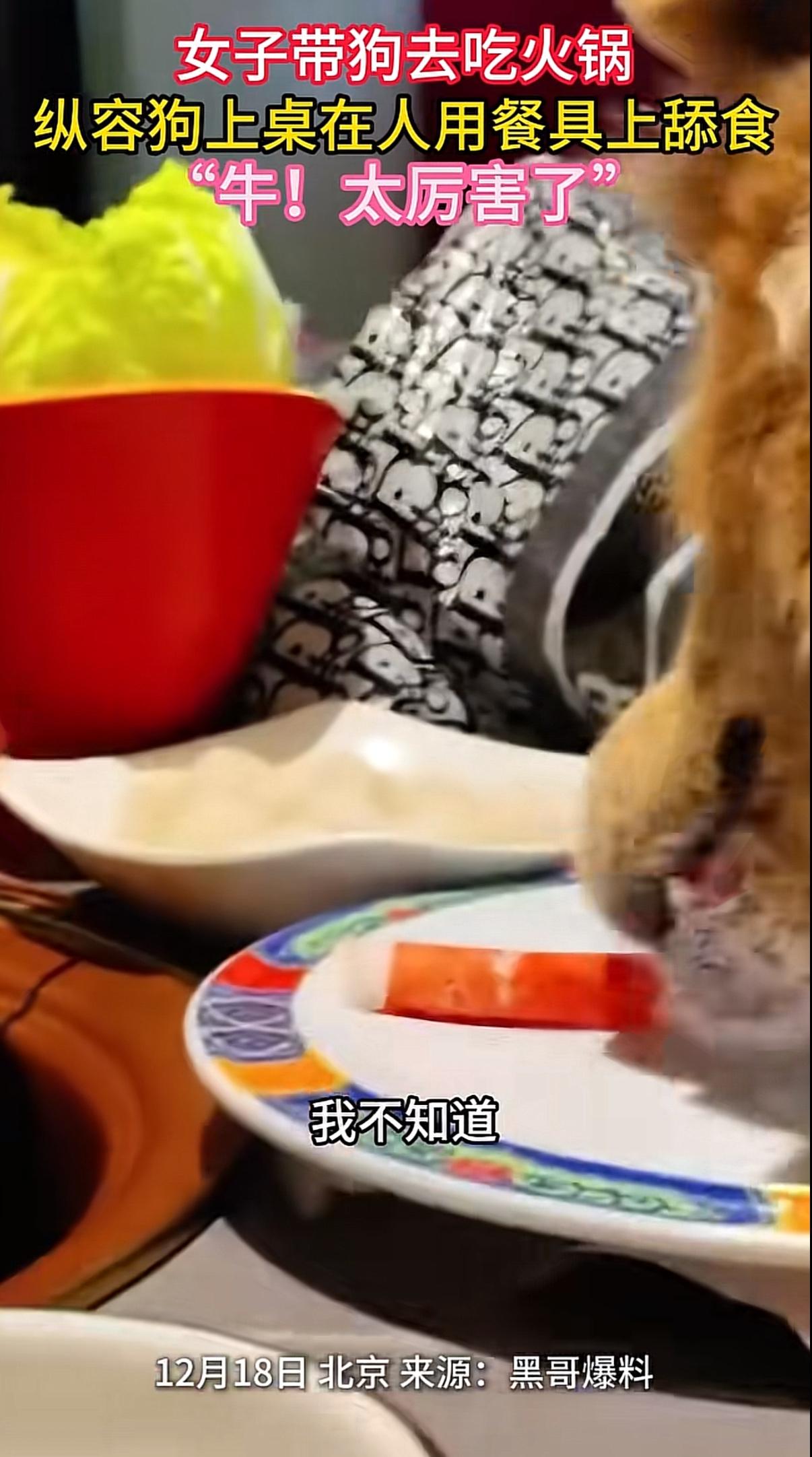 “请给我你比狗尊贵的证据！”

这是我在北京看到最炸裂的回应。一女子带狗去吃涮肉