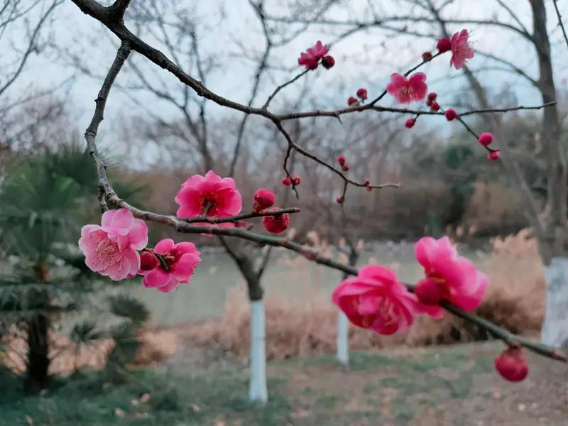 “丈母娘借钱救急，老公背叛竟揭开我隐藏的秘密！”

小梅是一位全职太太，婚后与丈