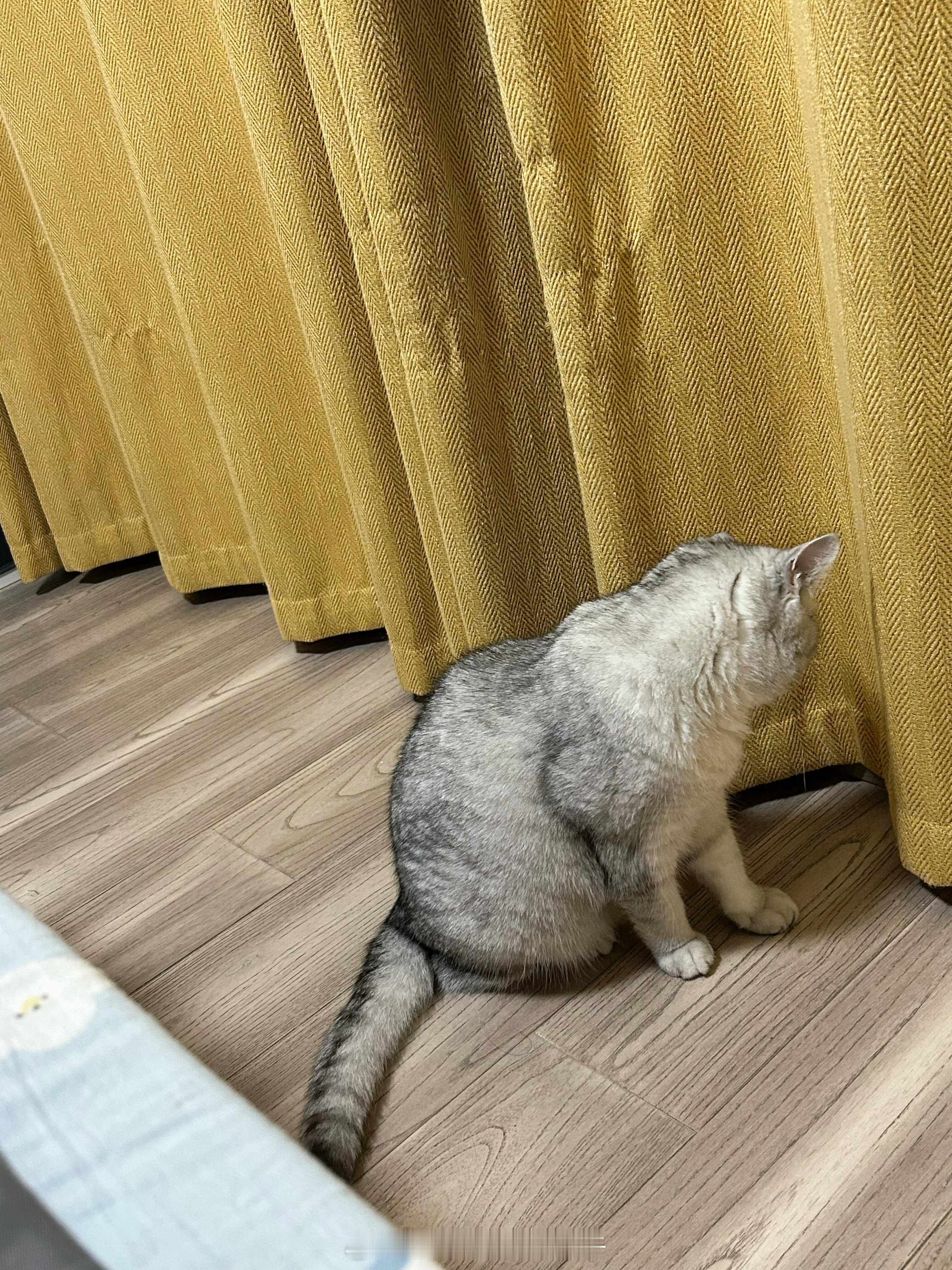 小猫回家了 那么一条窗帘就要开始失去它的体面[微笑]#年糕才不要小鱼干[超话]#