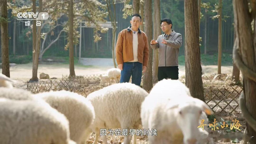 湖羊尾巴duangduang的湖羊的尾巴是天然暖宝宝 刷到湖羊的科普，笑死我了。