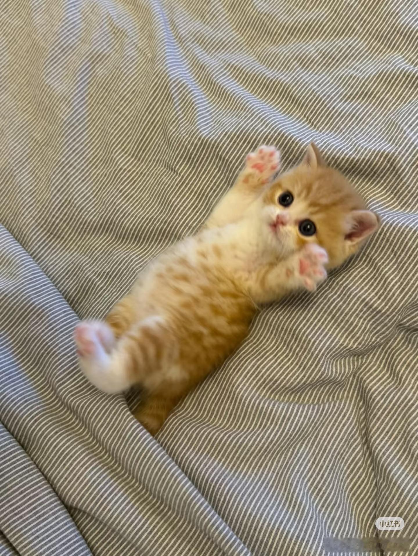 专家说小猫上床是不脏的养猫的说专家说得对，不养的觉得打扫累。我说这种萌系治愈类陪