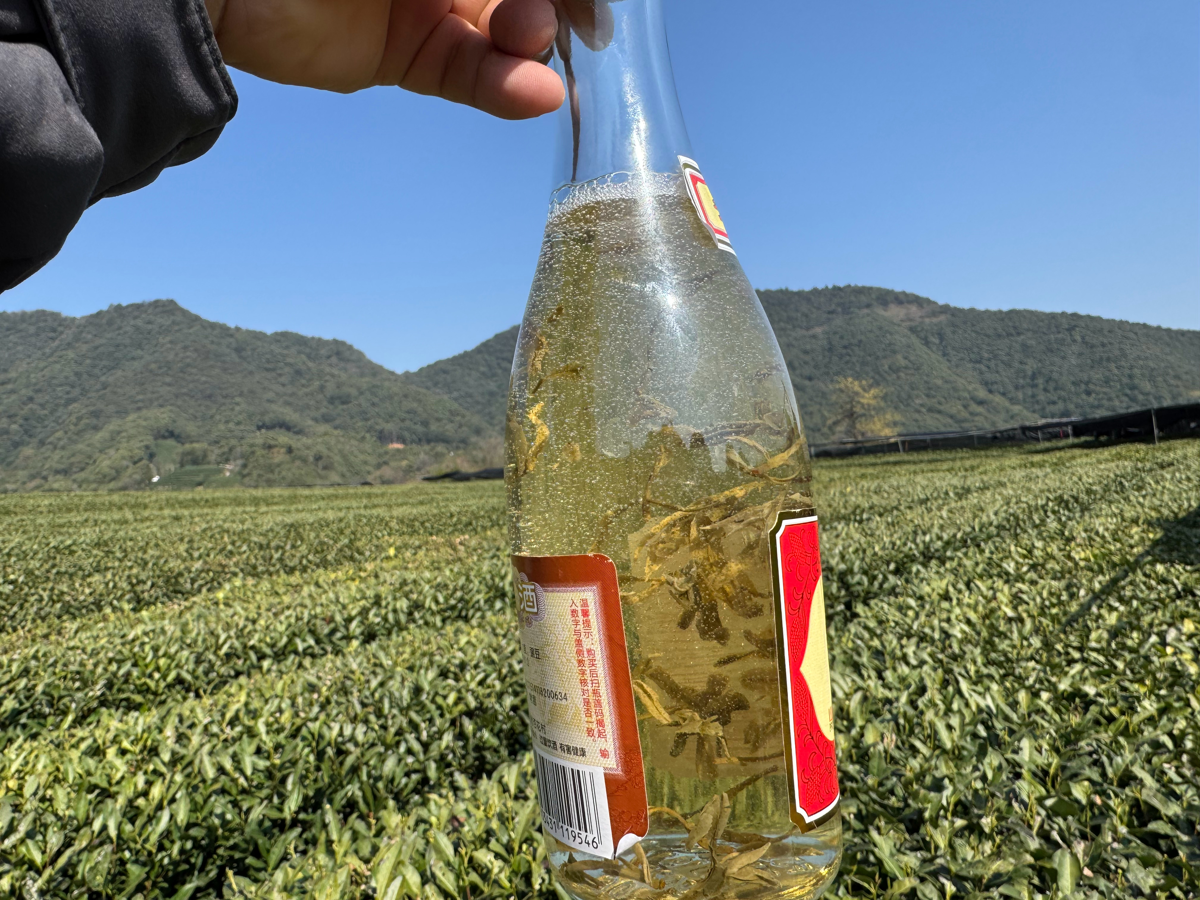 明前龙井汾酒喝过吗？一口春天  ​​​