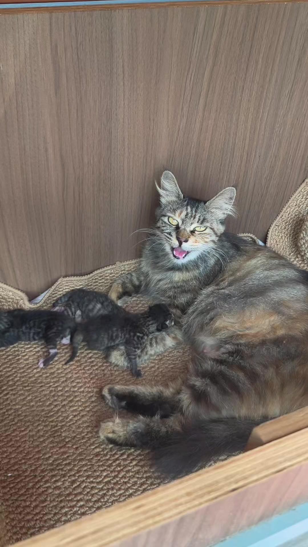 😺猫妈漂亮又温顺，刚生下5只小奶猫需要温暖的月子环境。基地里猫妈和小猫实在太多