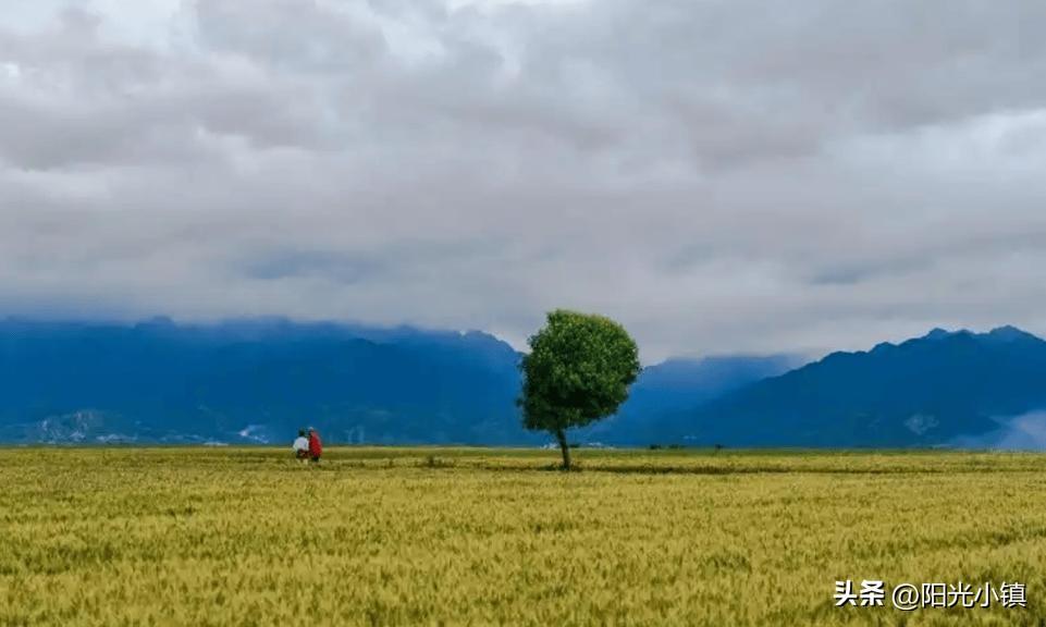 网红打卡踩烂农民麦田，逼得农户砍树：最美的风景，最丑的人心
 
不知朋友们看到最