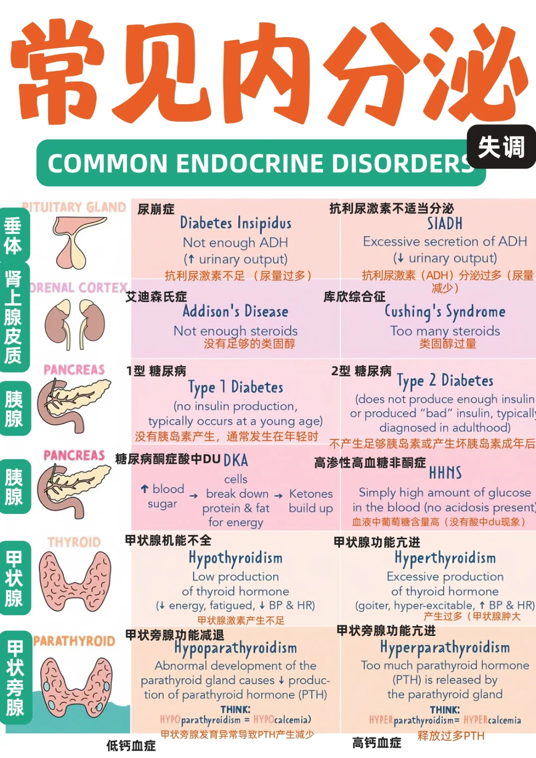 备考RN/内分泌系统常见内容！！学！！单词