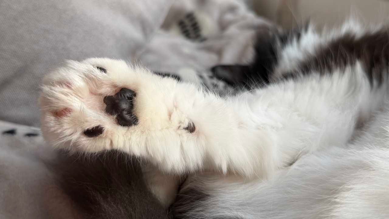 jio上好daily奶牛猫 奶粉投稿