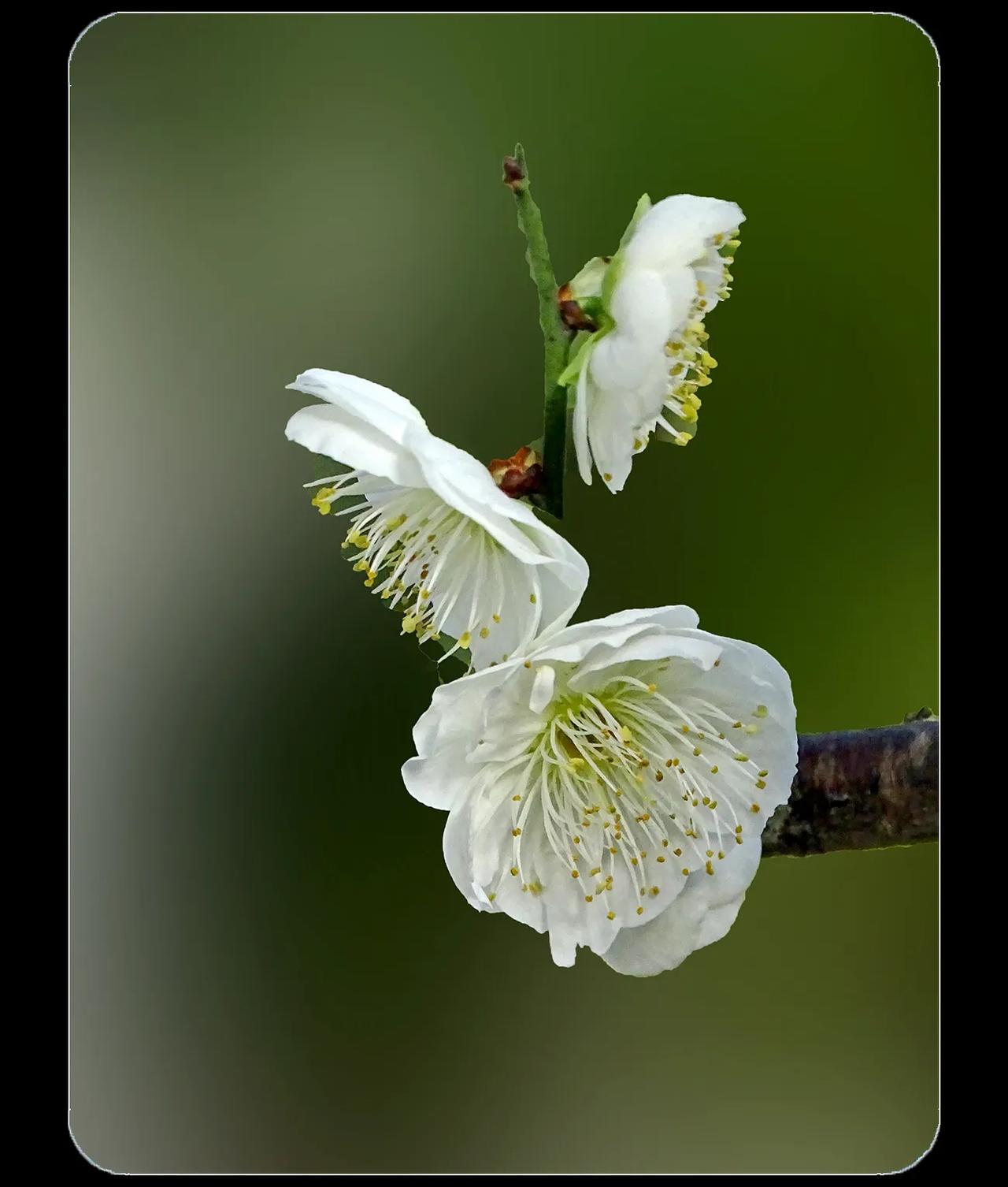 《绿萼梅》
绿萼梅，梅花中的一个品种。开白花，搭配上绿色的花萼，宛如美玉。有白莲