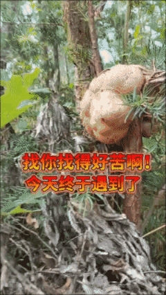 请各位大神掌掌眼，这个东西的药用价值、配方？🙏