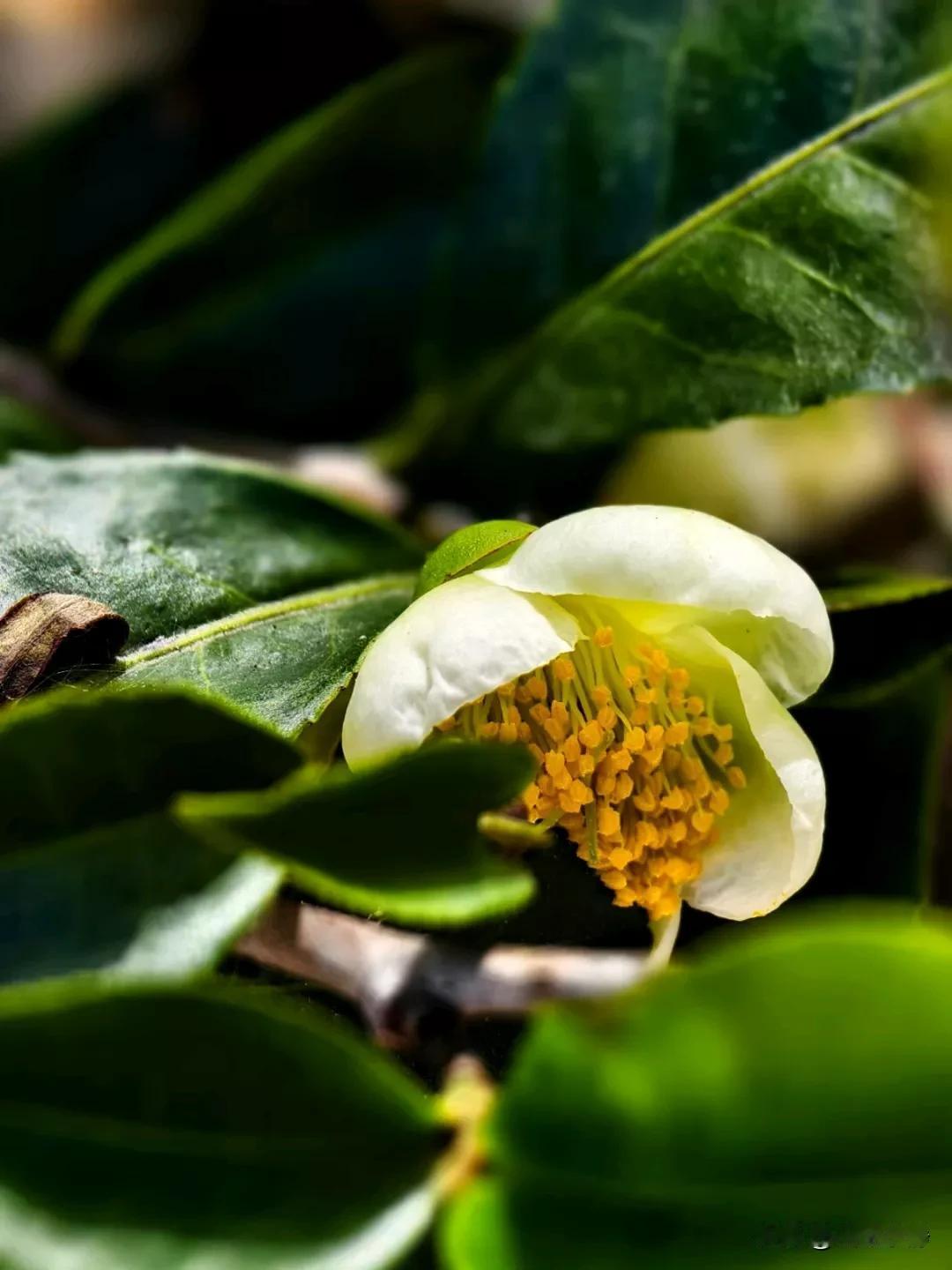 在繁忙生活中，偶需驻足感受自然。🌿今日见绿叶间蝽虫静趴，🐛绿棕斑点与叶相融。