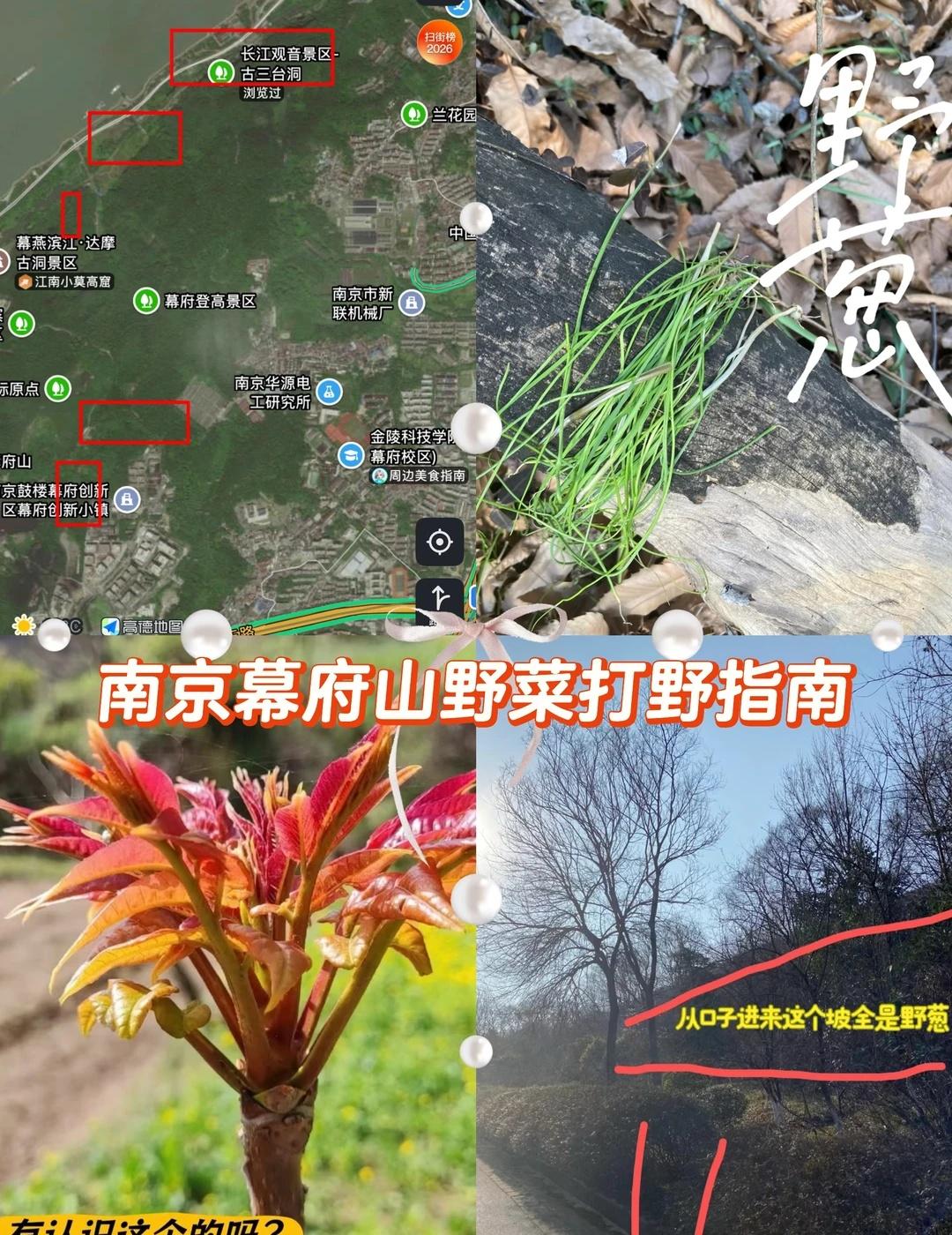 【行道】青年研学｜3月，幕府山野菜打野
野菜地点：
1.幕府创新小镇附近
2.达