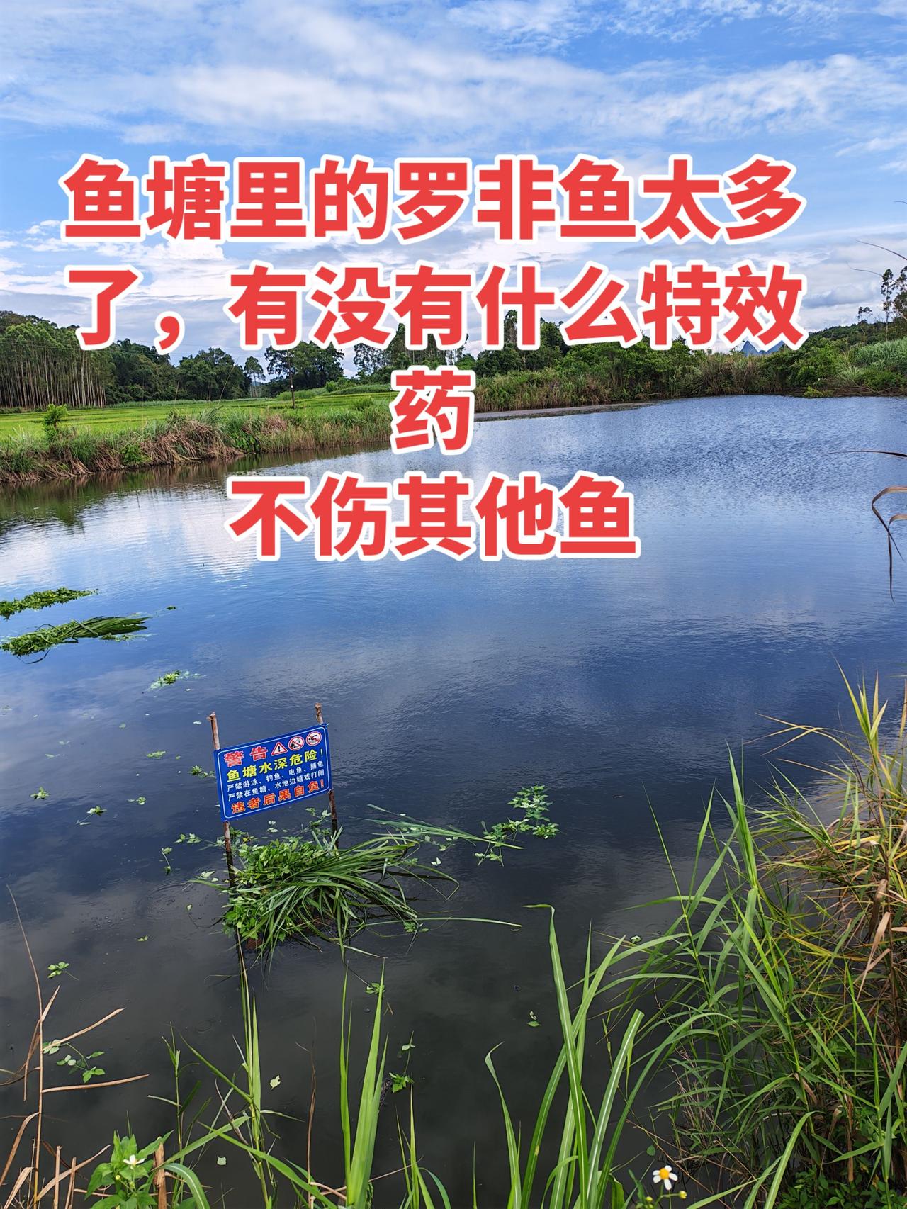 鱼塘里的罗非鱼到处都是，能不能把它消灭掉养鱼 养鱼日记 农村生活 三农