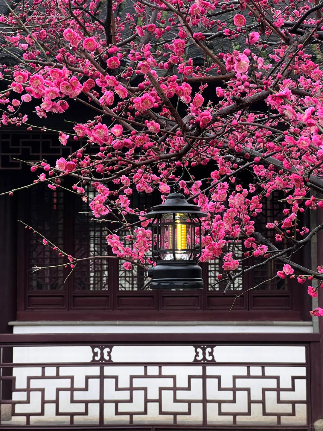 苏州live🌸别挤拙政园‼️可园梅花美哭了……