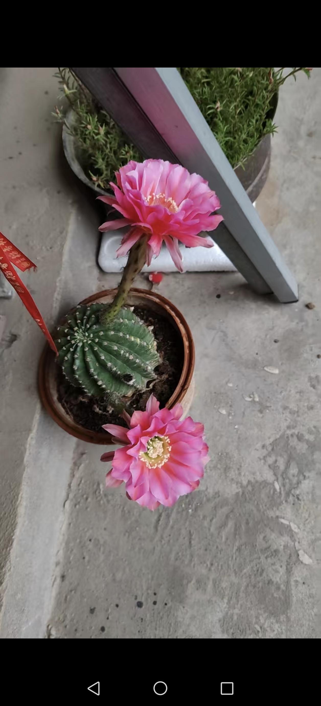 夏日小院，万物竞秀，绿意葱茏中蕴藏无限生机。藤蔓攀篱织翠幕，繁花缀径散幽香。蝉鸣