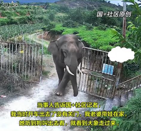“重量级客人光临，你准备好了吗？”10月22日那天，云南景洪一个普通的小村子里，