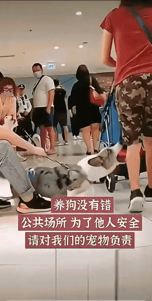 老话说的好，咬人的狗不露齿，像第一张画面中的这条狗，喜欢偷着下口咬人，建议主人即