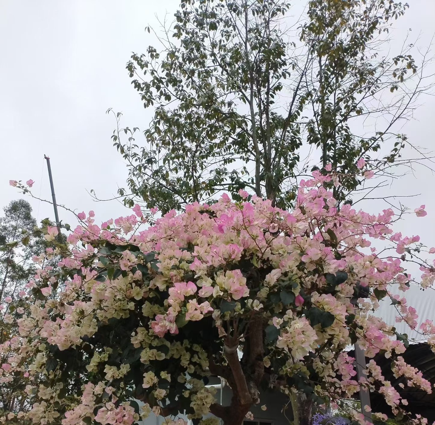 早安🌸七月你好，日子不必太满，人生不必太急，慢慢来，一切皆是最好的安排。 