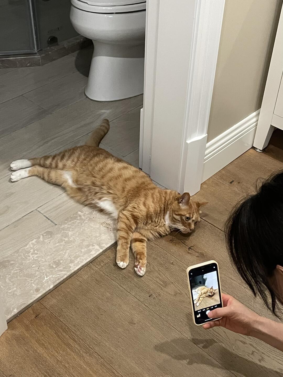 本咪仅需随意一躺便有两只人类为咪驻足