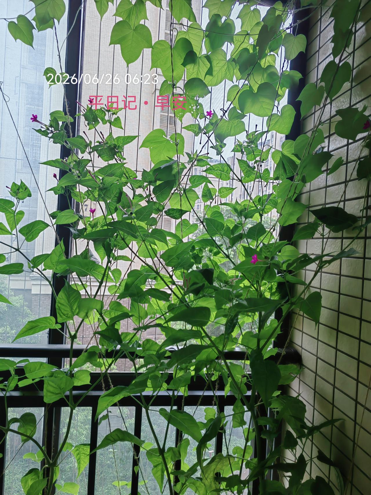 平日记•早安

 昨日的思想，带给你今日的结果。

今日的行动，将决定明日的成就