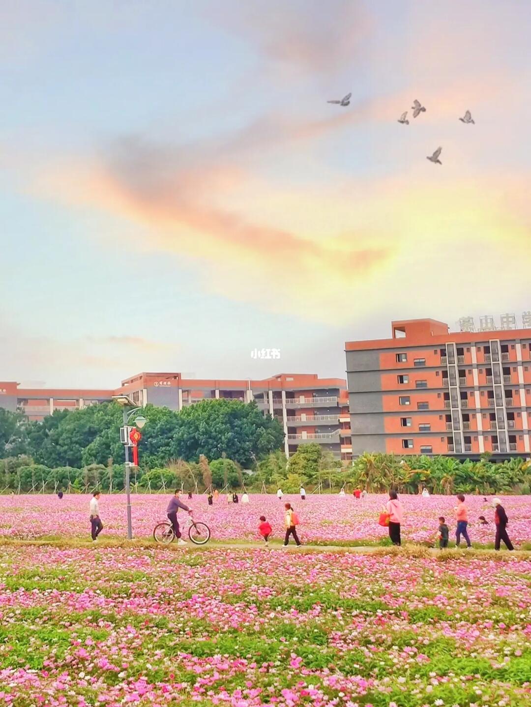 美哭了‼️ 东莞100亩的花海也太像油画了吧