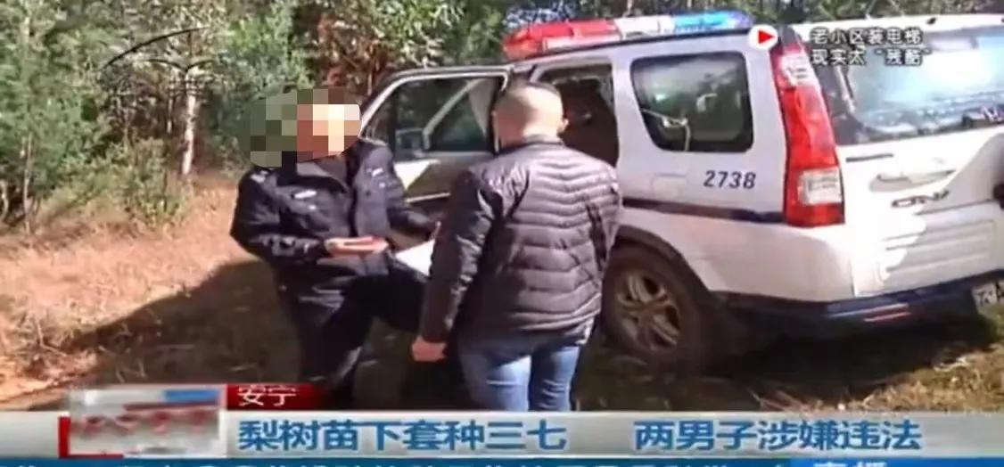 “在我自己承包的土地上种三七，怎么就违法了？”云南昆明，男子掏空全部积蓄承包16