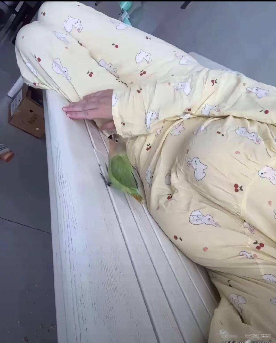 这个宠物怎么样？