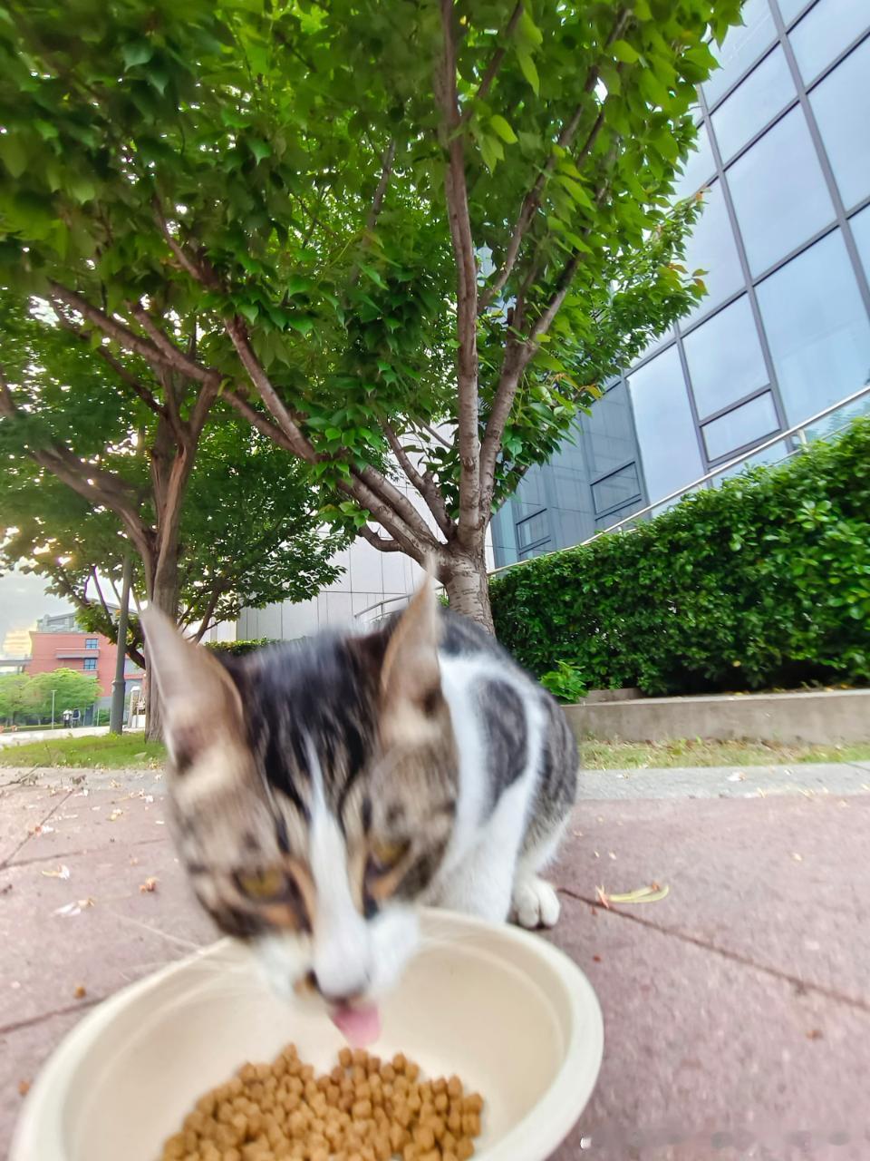 49812【丑猫】“小猫下次拍照记得做表情管理” 
