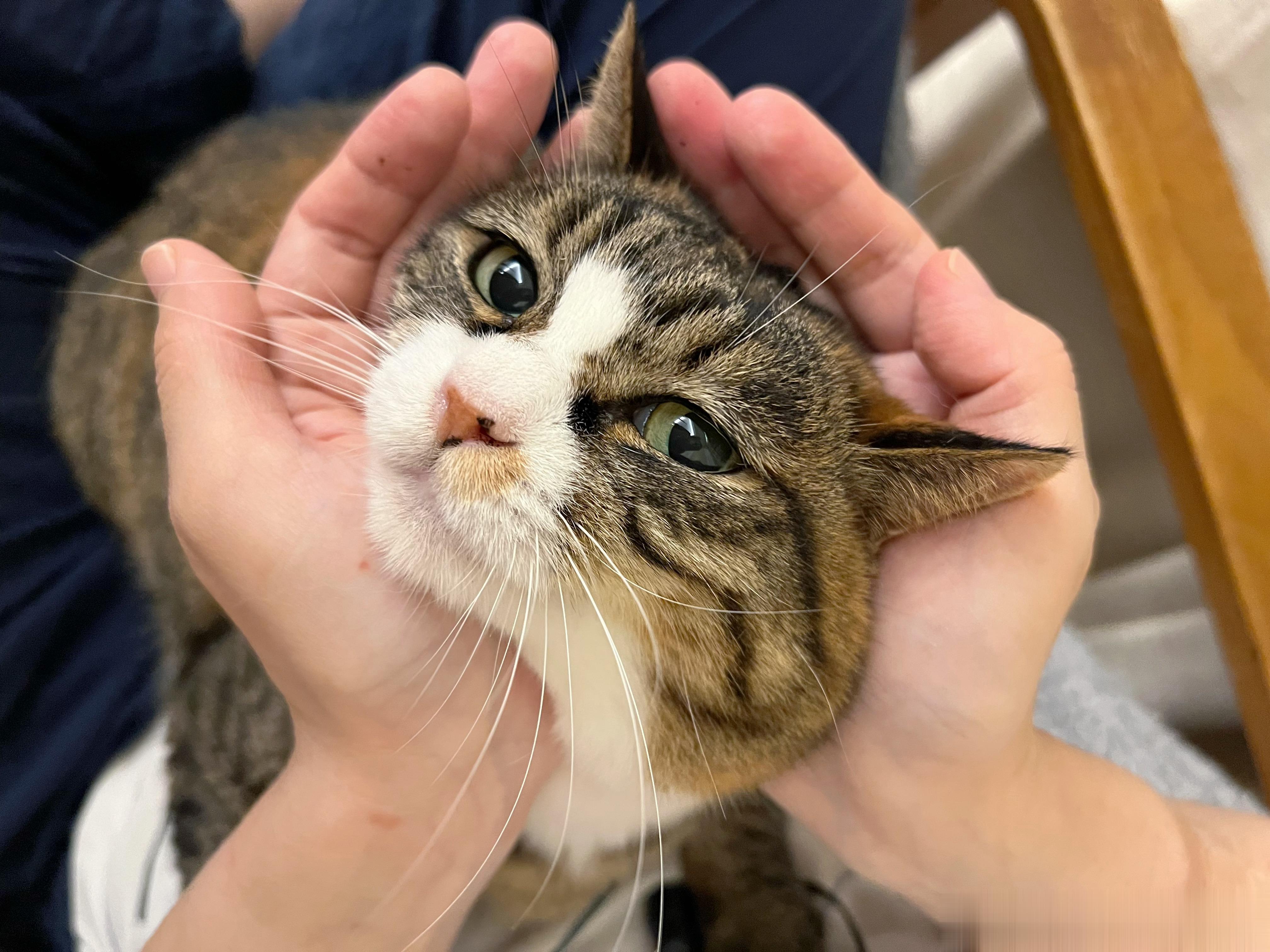 怎么回事！今天这颗小猫脑袋臭哄哄的！ ​​​