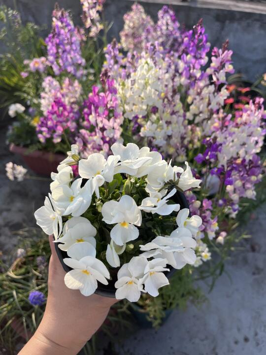 白色角堇也是爆花小能手