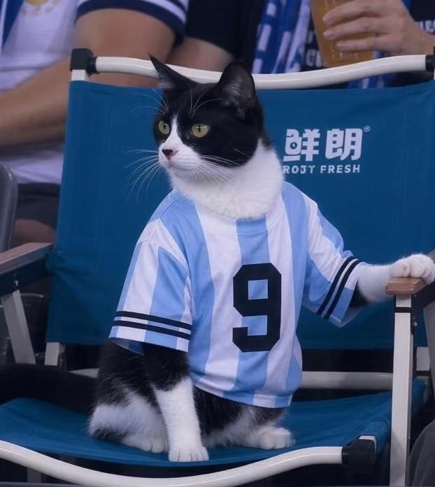 家猫严肃观赛中🚩​​​
